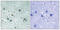 Dihydropyrimidinase Like 2 antibody, 79-905, ProSci, Immunohistochemistry paraffin image 