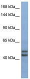 Testis Expressed 10 antibody, TA346627, Origene, Western Blot image 