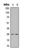 Fas Associated Via Death Domain antibody, orb393282, Biorbyt, Western Blot image 