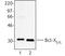 BCL2 Like 1 antibody, LS-C41107, Lifespan Biosciences, Western Blot image 