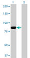 Microtubule Affinity Regulating Kinase 3 antibody, LS-C197651, Lifespan Biosciences, Western Blot image 