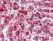 Catalase antibody, orb88640, Biorbyt, Immunohistochemistry paraffin image 
