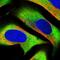 Caprin-1 antibody, NBP1-88195, Novus Biologicals, Immunofluorescence image 