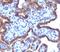 Mastermind Like Transcriptional Coactivator 3 antibody, V7233-100UG, NSJ Bioreagents, Immunohistochemistry paraffin image 