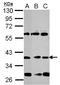 Neuronal Differentiation 1 antibody, LS-C155768, Lifespan Biosciences, Western Blot image 