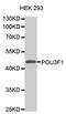 POU Class 3 Homeobox 1 antibody, MBS125771, MyBioSource, Western Blot image 