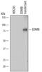 Endothelin Receptor Type B antibody, MAB4496, R&D Systems, Western Blot image 