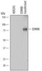 Endothelin B receptor antibody, MAB4496, R&D Systems, Western Blot image 