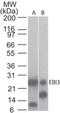 Epstein-Barr Virus Induced 3 antibody, NBP2-03942, Novus Biologicals, Western Blot image 