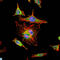 HIF1-alpha antibody, LS-C814020, Lifespan Biosciences, Immunofluorescence image 