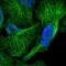 CDC42 Effector Protein 2 antibody, HPA038562, Atlas Antibodies, Immunofluorescence image 