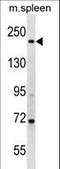 MyHC-slow antibody, LS-C158341, Lifespan Biosciences, Western Blot image 