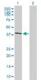 ELL Associated Factor 2 antibody, H00055840-B01P, Novus Biologicals, Western Blot image 