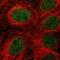 Guanine Deaminase antibody, HPA024099, Atlas Antibodies, Immunofluorescence image 