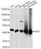 Argininosuccinate Synthase 1 antibody, A2012, ABclonal Technology, Western Blot image 