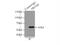 Prune Exopolyphosphatase 1 antibody, 18537-1-AP, Proteintech Group, Immunoprecipitation image 