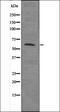 SMAD Family Member 4 antibody, orb335984, Biorbyt, Western Blot image 