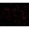 ORAI Calcium Release-Activated Calcium Modulator 1 antibody, NBP1-75523, Novus Biologicals, Immunofluorescence image 