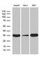 Pyrroline-5-Carboxylate Reductase 1 antibody, MA5-27523, Invitrogen Antibodies, Western Blot image 