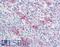 Small proline-rich protein 2A antibody, LS-B15225, Lifespan Biosciences, Immunohistochemistry paraffin image 