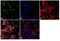 Potassium Voltage-Gated Channel Subfamily Q Member 3 antibody, GTX16228, GeneTex, Immunocytochemistry image 