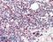 Transcription Factor EC antibody, 46-474, ProSci, Immunohistochemistry paraffin image 