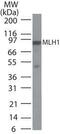 DNA mismatch repair protein Mlh1 antibody, MA1-41246, Invitrogen Antibodies, Western Blot image 