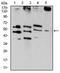 Acidic Nuclear Phosphoprotein 32 Family Member A antibody, orb178621, Biorbyt, Western Blot image 