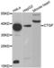 Cellular Communication Network Factor 2 antibody, abx002115, Abbexa, Western Blot image 