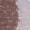 GPRIN Family Member 3 antibody, NBP2-33841, Novus Biologicals, Immunohistochemistry frozen image 