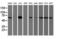 SAM And HD Domain Containing Deoxynucleoside Triphosphate Triphosphohydrolase 1 antibody, LS-B9640, Lifespan Biosciences, Western Blot image 