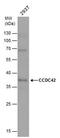 Coiled-Coil Domain Containing 42 antibody, PA5-78640, Invitrogen Antibodies, Western Blot image 