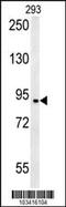 Bromodomain Containing 2 antibody, MBS9211374, MyBioSource, Western Blot image 