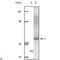 AKT Serine/Threonine Kinase 3 antibody, LS-C812389, Lifespan Biosciences, Western Blot image 