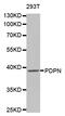 Podoplanin antibody, abx123399, Abbexa, Western Blot image 