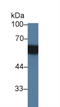 Phosphoprotein Membrane Anchor With Glycosphingolipid Microdomains 1 antibody, LS-C374879, Lifespan Biosciences, Western Blot image 