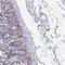 Neutrophil Cytosolic Factor 1 antibody, HPA052095, Atlas Antibodies, Immunohistochemistry frozen image 