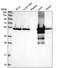 Glutamate dehydrogenase antibody, PA5-60844, Invitrogen Antibodies, Western Blot image 