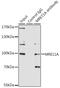 MRE11 Homolog, Double Strand Break Repair Nuclease antibody, 18-710, ProSci, Immunoprecipitation image 