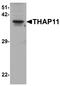 THAP Domain Containing 11 antibody, A08519, Boster Biological Technology, Western Blot image 