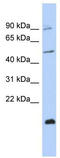 Cbl Proto-Oncogene Like 2 antibody, TA345552, Origene, Western Blot image 