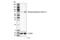 Optineurin antibody, 31304S, Cell Signaling Technology, Western Blot image 