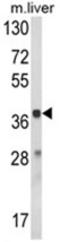 Hydroxyacid Oxidase 1 antibody, AP18044PU-N, Origene, Western Blot image 
