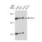 Proline, Glutamate And Leucine Rich Protein 1 antibody, GTX03251, GeneTex, Western Blot image 