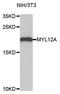 Myosin Light Chain 12A antibody, LS-B15538, Lifespan Biosciences, Western Blot image 