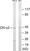 Casein Kinase 1 Gamma 2 antibody, EKC1761, Boster Biological Technology, Western Blot image 