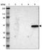 Interleukin 17B antibody, NBP1-85450, Novus Biologicals, Western Blot image 