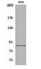 Enhancer Of Zeste 1 Polycomb Repressive Complex 2 Subunit antibody, orb160913, Biorbyt, Western Blot image 