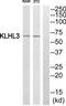 Kelch Like Family Member 3 antibody, TA315317, Origene, Western Blot image 