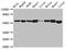 ATP Synthase F1 Subunit Beta antibody, CSB-PA002350EA01HU, Cusabio, Western Blot image 